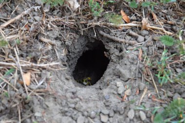 Yuvası vespula vulgaris oturum. Eşekarısı yuvası toprağa önde gelen solucan deliği. Jack yırtıcı Yaban arıları.