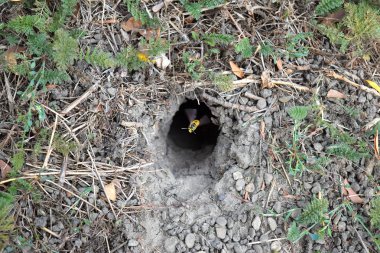 Yuvası vespula vulgaris oturum. Eşekarısı yuvası toprağa önde gelen solucan deliği. Jack yırtıcı Yaban arıları.