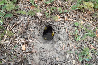 Yuvası vespula vulgaris oturum