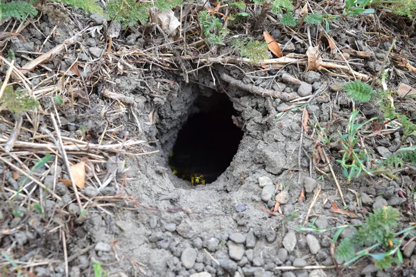 Přihlaste Patice Vespula Vulgaris Červí Díra Vedoucí Vosího Hnízda Zemi — Stock fotografie