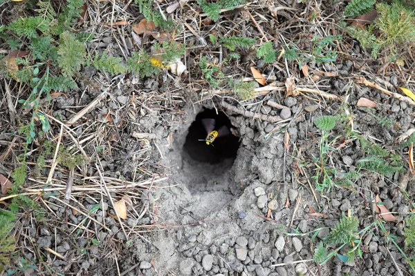 Faça Login Slot Vespula Vulgaris Buraco Minhoca Que Conduz Ninho — Fotografia de Stock