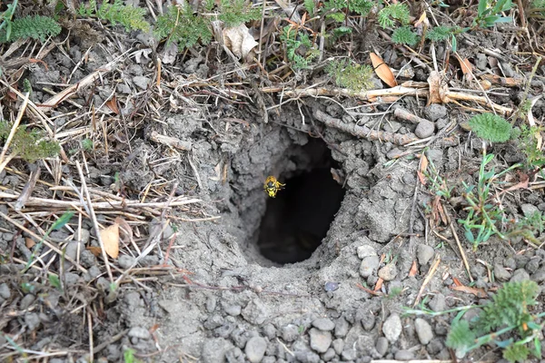 Yuvası vespula vulgaris oturum. Eşekarısı yuvası toprağa önde gelen solucan deliği. Jack yırtıcı Yaban arıları.
