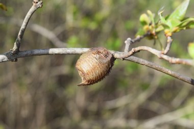 Ootheca hierodula transcaucasica dal