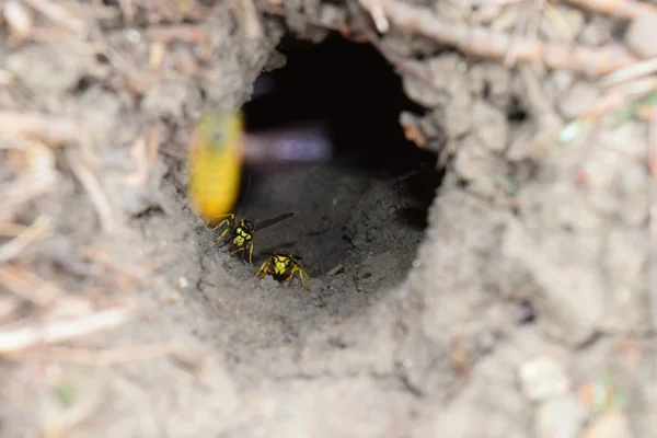 Faça Login Slot Vespula Vulgaris Buraco Minhoca Que Conduz Ninho — Fotografia de Stock