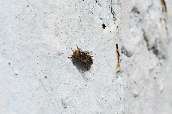 Schwebfliege Sitzt Auf Einer Weißen Wand Bestäuberpflanzen Für Diptera Insekten — Stockfoto