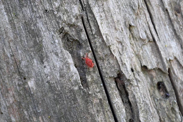 Trombidiidae Corteccia Albero Trombidiidi Primaverili Cerca Cibo — Foto Stock