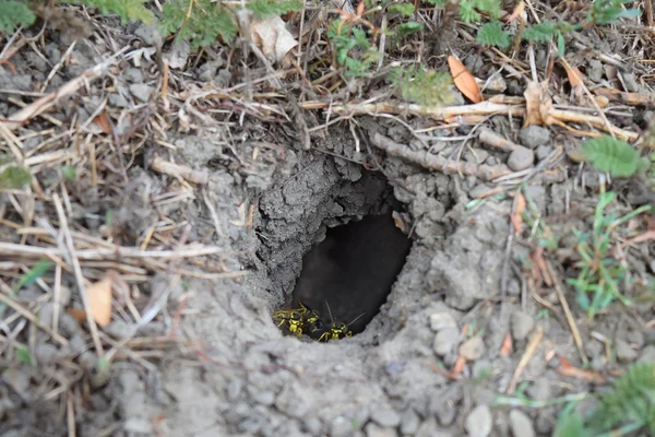 Yuvası vespula vulgaris oturum — Stok fotoğraf