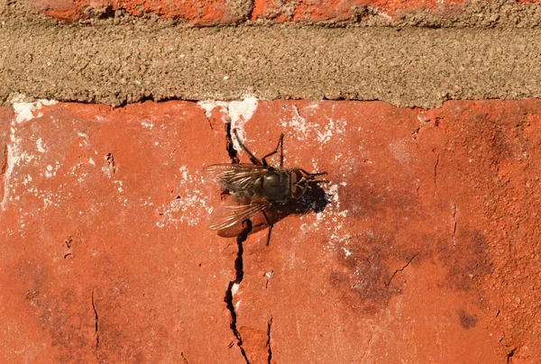 Hoverfly Κάθεται Έναν Τοίχο Από Τούβλα Diptera Εντόμων Επικονιαστών Φυτά — Φωτογραφία Αρχείου