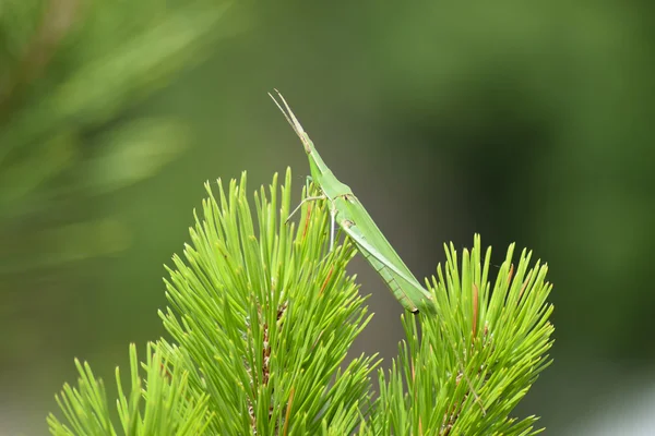 Green locusts, orthoptera insect. Ordinary locusts on the young conifers.