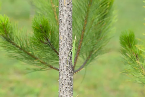 Green Locusts Orthoptera Insect Ordinary Locusts Young Conifers — Stock Photo, Image