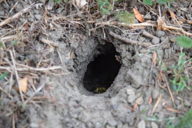 Yuvası vespula vulgaris oturum. Eşekarısı yuvası toprağa önde gelen solucan deliği. Jack yırtıcı Yaban arıları.