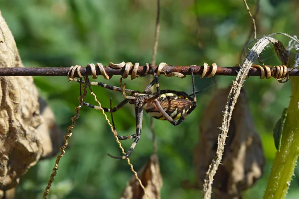 Argiopa Αράχνη Στον Ιστό Αραχνοειδές Έντομο Αρπακτικό Αράχνη Crawling Σχετικά — Φωτογραφία Αρχείου