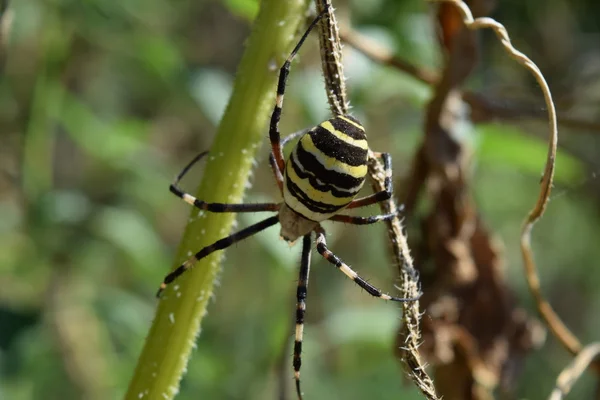 Argiopa αράχνη crawling σχετικά με τα ξερά χόρτα — Φωτογραφία Αρχείου