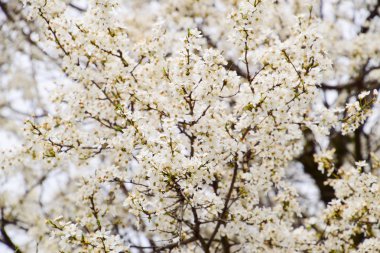 Beyaz çiçekli Erik. Çiçeklerle kaplı Erik dalları.