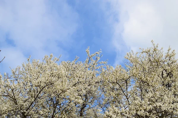 Flowering White Plum Plum Branches Covered Flowers — Stock Photo, Image