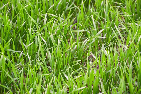 Feld Junger Grüner Gerste Ein Hintergrund Aus Einem Grünen Frühlingsfeld — Stockfoto