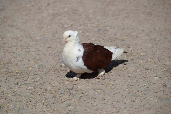 Reinrassige Weiß Braune Taube Taube Auf Asphalt Pickt Samen — Stockfoto