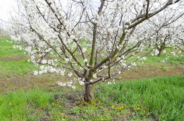 Jardín Ciruelas Con Flores Granja Jardín Primavera — Foto de Stock