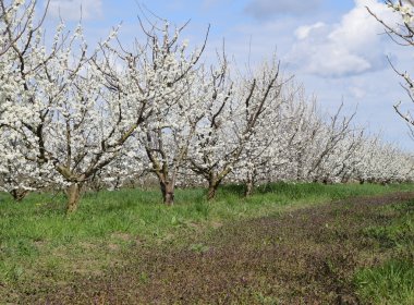 Erik Bahçe çiçeklenme. Bahar Çiftlik Bahçe.