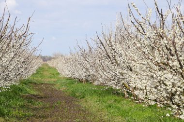 Erik Bahçe çiçekli