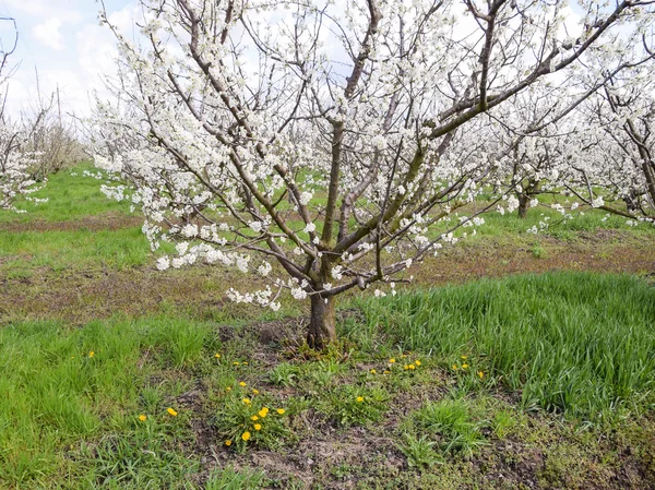 Jardín Ciruelas Con Flores Granja Jardín Primavera — Foto de Stock