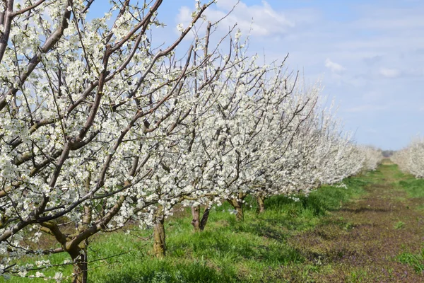 Jardín Ciruelas Con Flores Granja Jardín Primavera — Foto de Stock