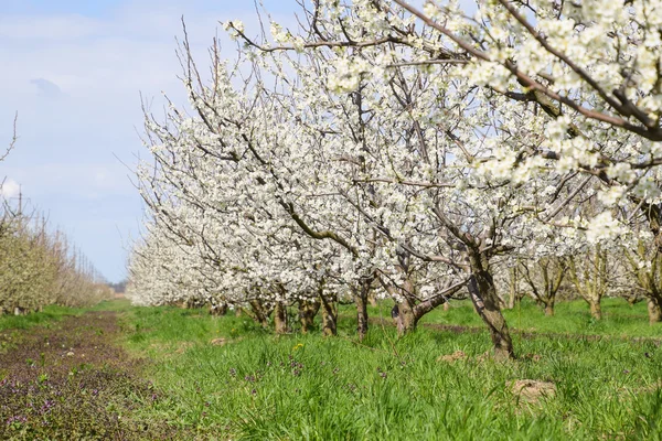 Jardín Ciruelas Con Flores Granja Jardín Primavera — Foto de Stock