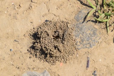 Andrena Arı yuvasına girişinde. Tek Hymenoptera.