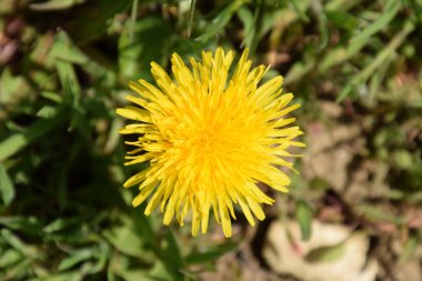 Çiçekli karahindiba. Çim parlak sarı karahindiba çiçek.