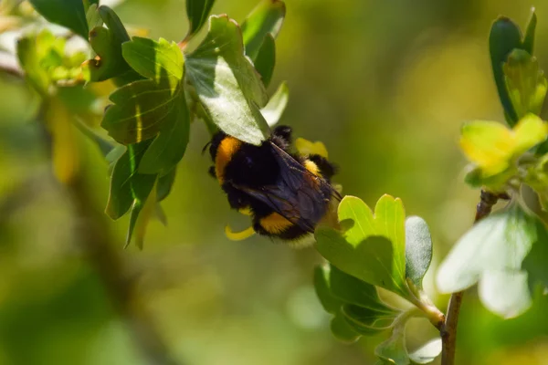 Bumblebee Flowers Golden Currant Plant Pollination Insects — Stock Photo, Image