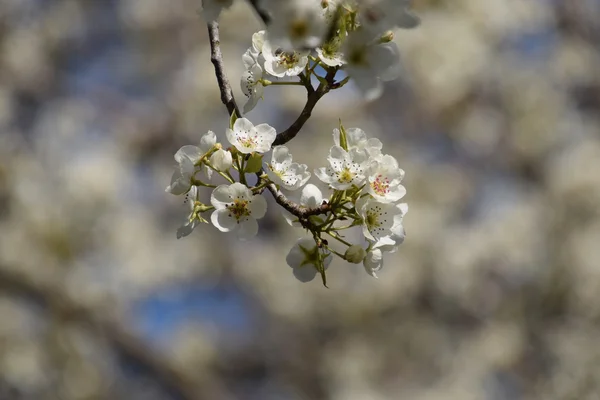 Flowering Pear White Pear Flowers Branches Tree — Stock Photo, Image