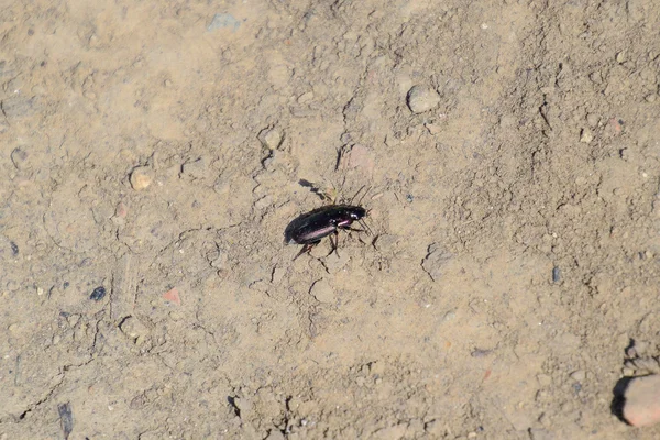 Escarabajo Depredador Corriendo Por Los Terrenos Caza Escarabajos — Foto de Stock
