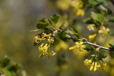 Altın kuş üzümü çiçekler üzerinde yaban arısı. Bitki tozlaşma böcekler tarafından.