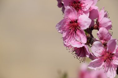 Vahşi şeftali bahçesinde çiçek açmış. Bahar çiçekli ağaçlar. Tozlaşma şeftali çiçek.