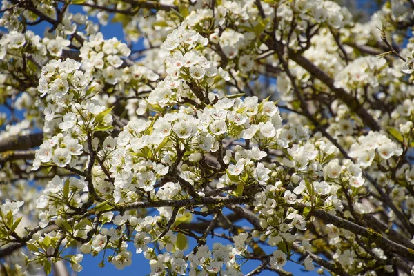 Blooming Wild Pear Garden Spring Flowering Trees Pollination Flowers Pear — Stock Photo, Image