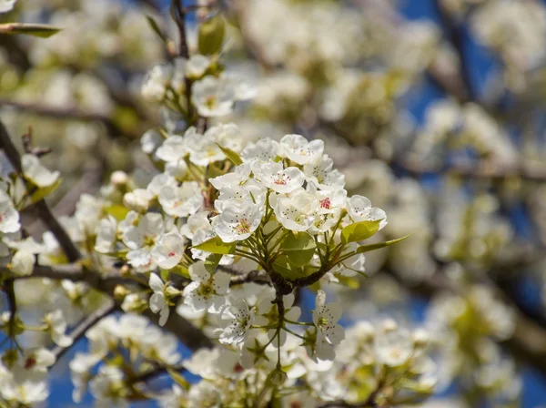 Kvetoucí Hrušeň Zahradě Jarní Kvetoucí Stromy Opylování Květů Hrušní — Stock fotografie