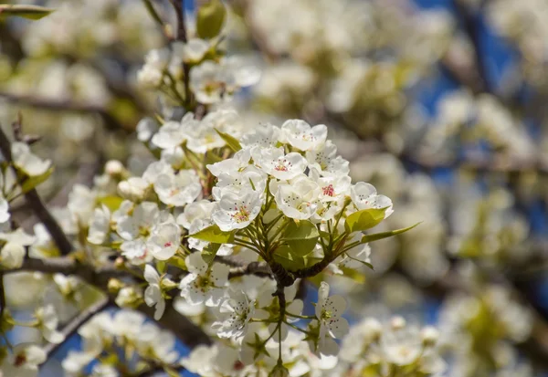 Kvetoucí Hrušeň Zahradě Jarní Kvetoucí Stromy Opylování Květů Hrušní — Stock fotografie