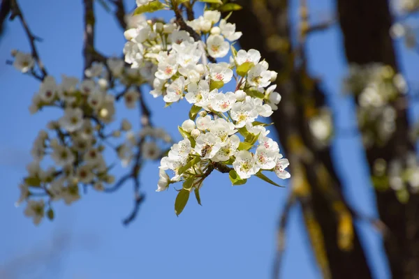 Opylení Květin Včelami Hruškami Bílé Hruškovice Jsou Zdrojem Nektaru Pro — Stock fotografie