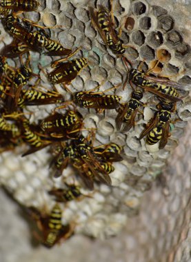 Eşekarısı yuvası üzerine oturan Yaban arıları ile.