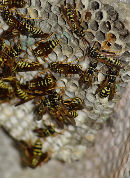 Eşekarısı yuvası üzerine oturan Yaban arıları ile.