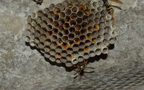 Wasp Nid Avec Des Guêpes Assises Dessus Poliste Aux Guêpes — Photo