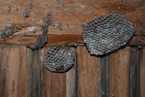 Wespennest Met Wespen Erop Een Wespenpolist Het Nest Van Een — Stockfoto