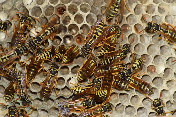 Wasp nest with wasps sitting on it. — Stock Photo, Image