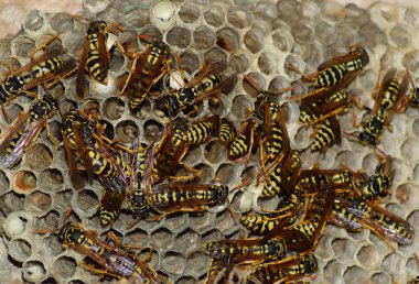 Eşekarısı yuvası üzerine oturan Yaban arıları ile.