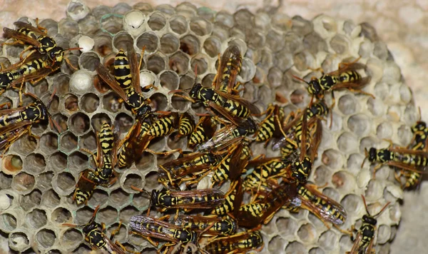 Wespennest Mit Darauf Sitzenden Wespen Wespen Polieren Das Nest Einer — Stockfoto