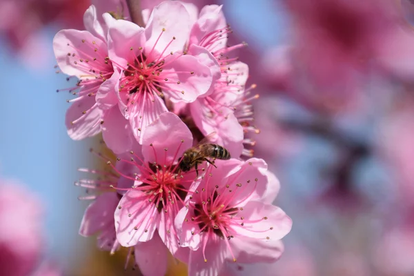 Bestäubung der Blumen durch Bienen Pfirsich. — Stockfoto