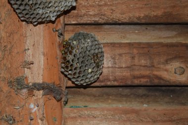 Üzerinde eşekarıları olan bir arı kovanı. Eşek arıları polisi. Yakından çekilen bir eşek arısı ailesinin yuvası..