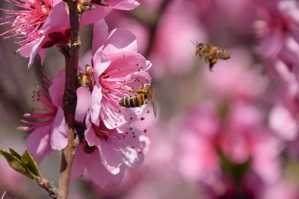 Pollination Flowers Bees Peach White Pear Flowers Source Nectar Bees — Stock Photo, Image