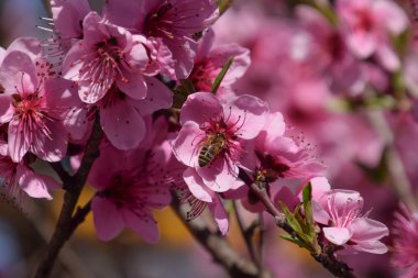 Çiçekler arılar şeftali tarafından tozlaşma. Beyaz armut çiçekler arıların nektar kaynağıdır. Meyve ağaçları tozlaşma.