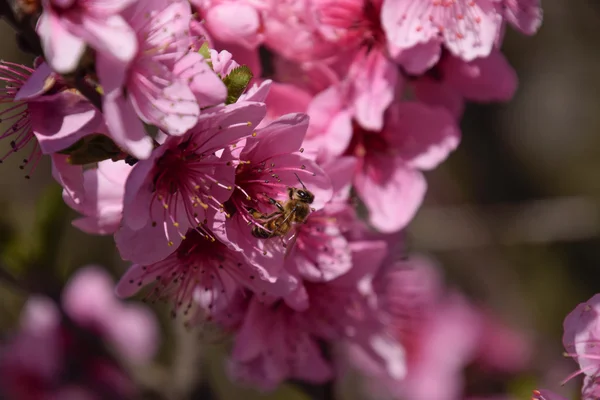 Pollination Flowers Bees Peach White Pear Flowers Source Nectar Bees — Stock Photo, Image